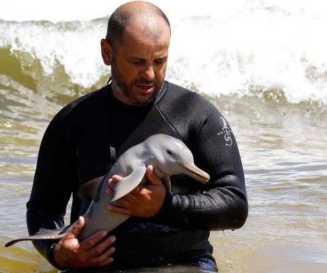 [Image: Baby-Dolphin-goes-for-a-swim.jpg]
