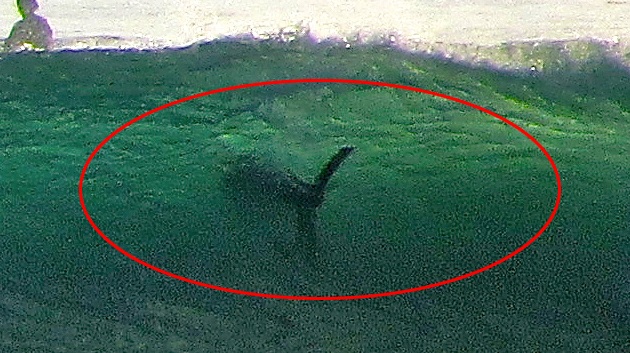 REGION: Carlsbad man’s ‘lucky’ shark photo causes sensation