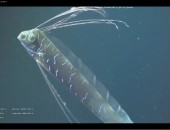 GIANT ORRFISH