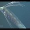 Oarfish VIDEO: Rare Giant Fish Spotted In Gulf Of Mexico By Undersea Remote Vehicle #Fishing #Video
