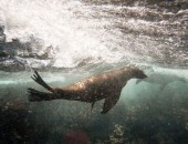 how-marine-mammals-keep-oxygen_68461_600x450