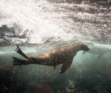 how-marine-mammals-keep-oxygen_68461_600x450