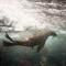 How Diving Mammals Stay Underwater for So Long