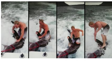 Video of man surfing on dead shark causes outcry