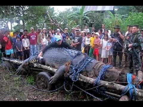 Philippine crocodile declared largest in captivity – Guinness World Record