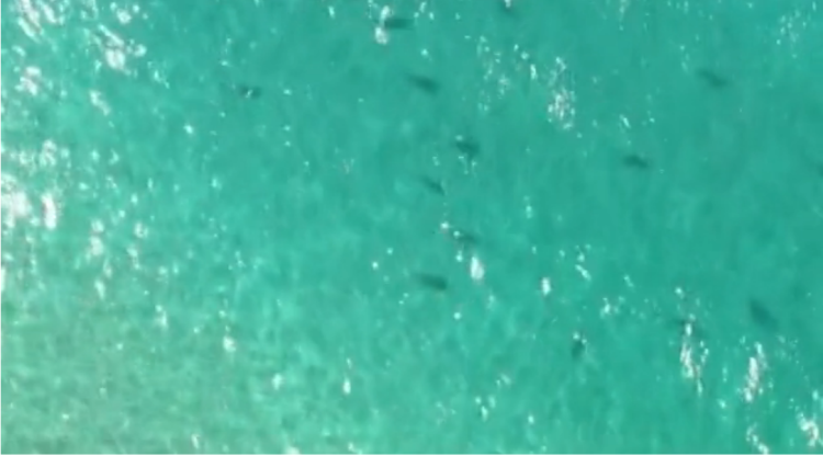 East Coast FL Shark Migration