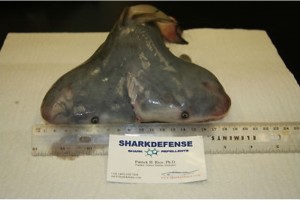 Two headed shark on eBay photo4