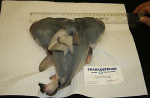 Two headed shark on eBay photo5