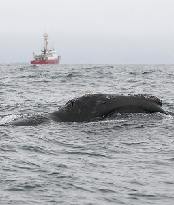 north-pacific-right-whale-spotted-1-510x600