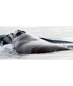 north-pacific-right-whale-spotted-5-510x600