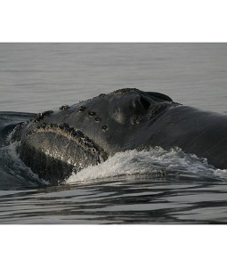 north-pacific-right-whale-spotted-6-510x600