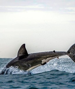 shark-jumps-for-seal-4-510x600