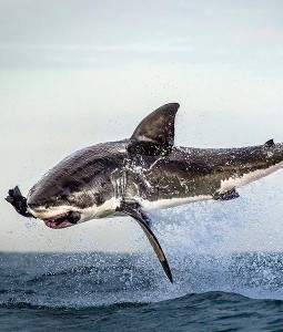 shark-jumps-for-seal-6-510x600