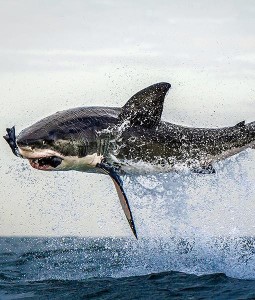 shark-jumps-for-seal-7-510x600