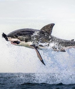 shark-jumps-for-seal-8-510x600