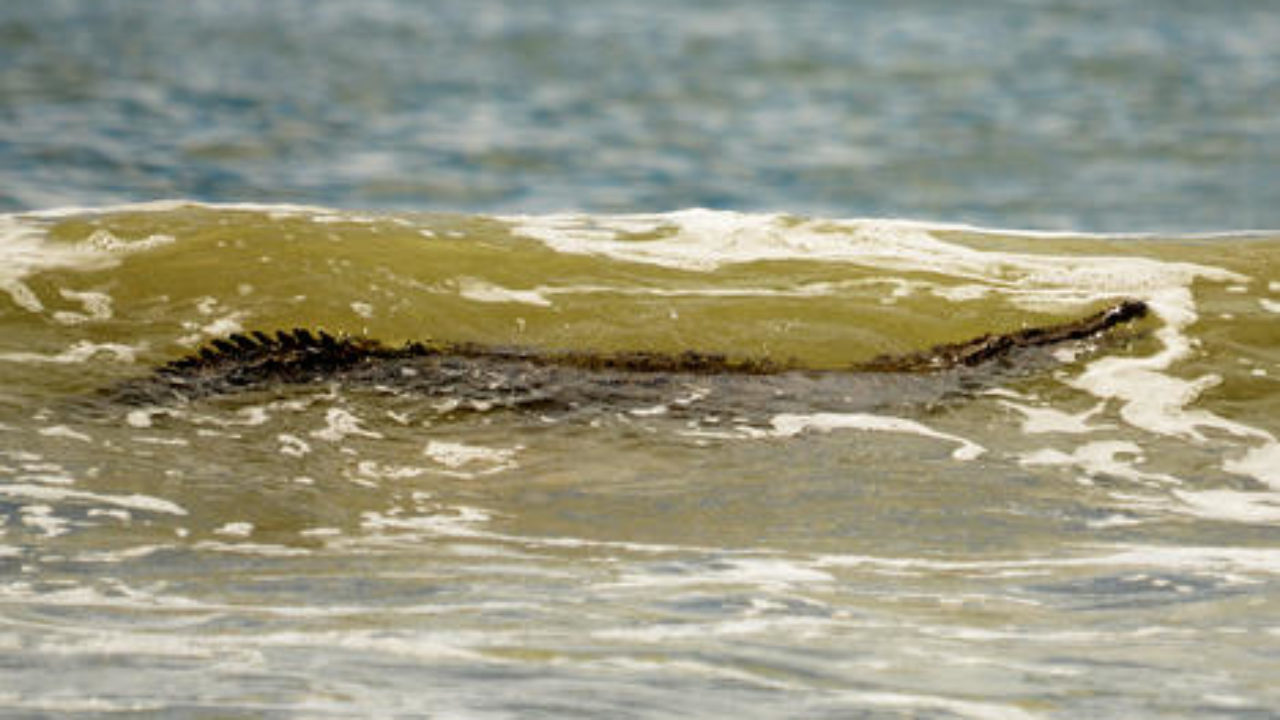 Surfers Survive Attack By 7 Foot Costa Rican Crocodile In Tamarindo Surfreport Costarica Photography Aloha Surf Blog Surfing New Surf News Surftweeters